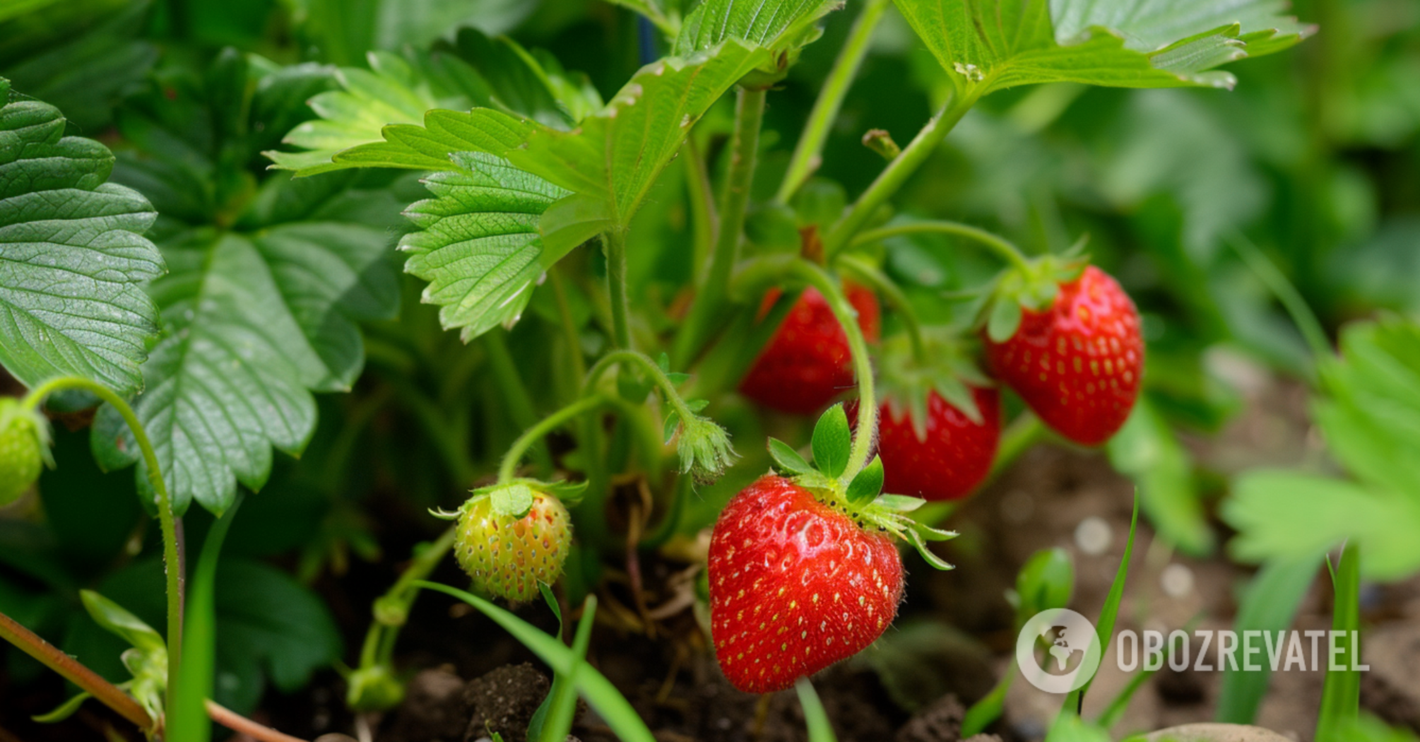 What to plant near strawberries: the yield will increase dramatically